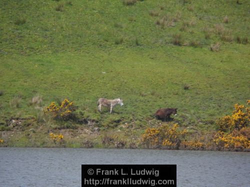 Lough Nasool